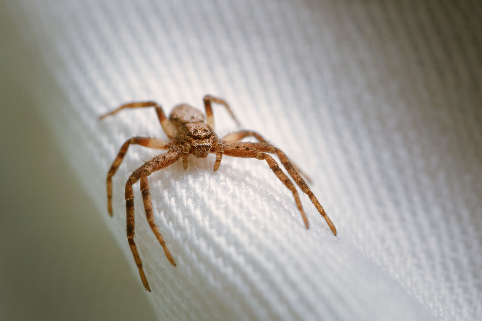 brown spider on white fabric