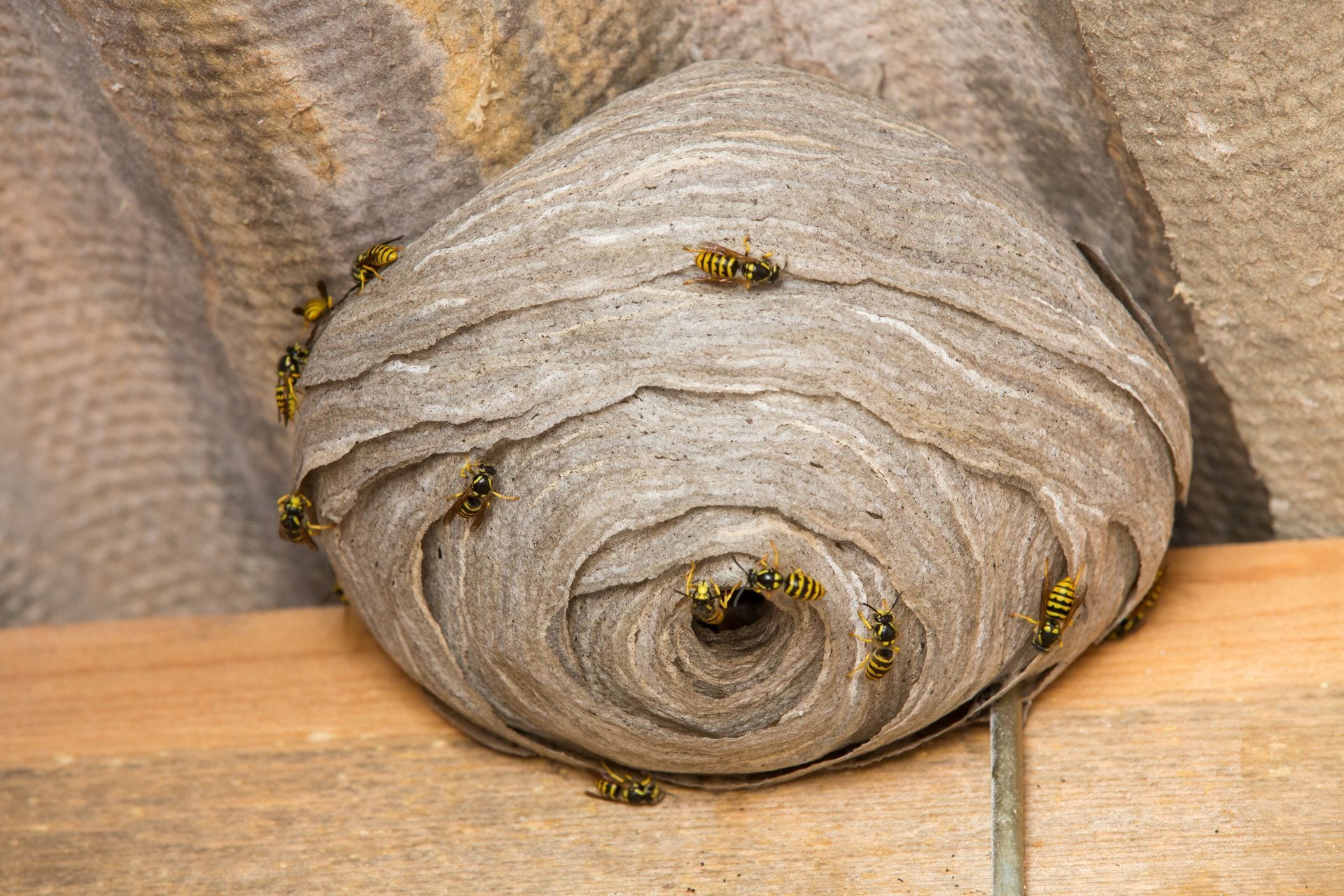 brown spider on white fabric