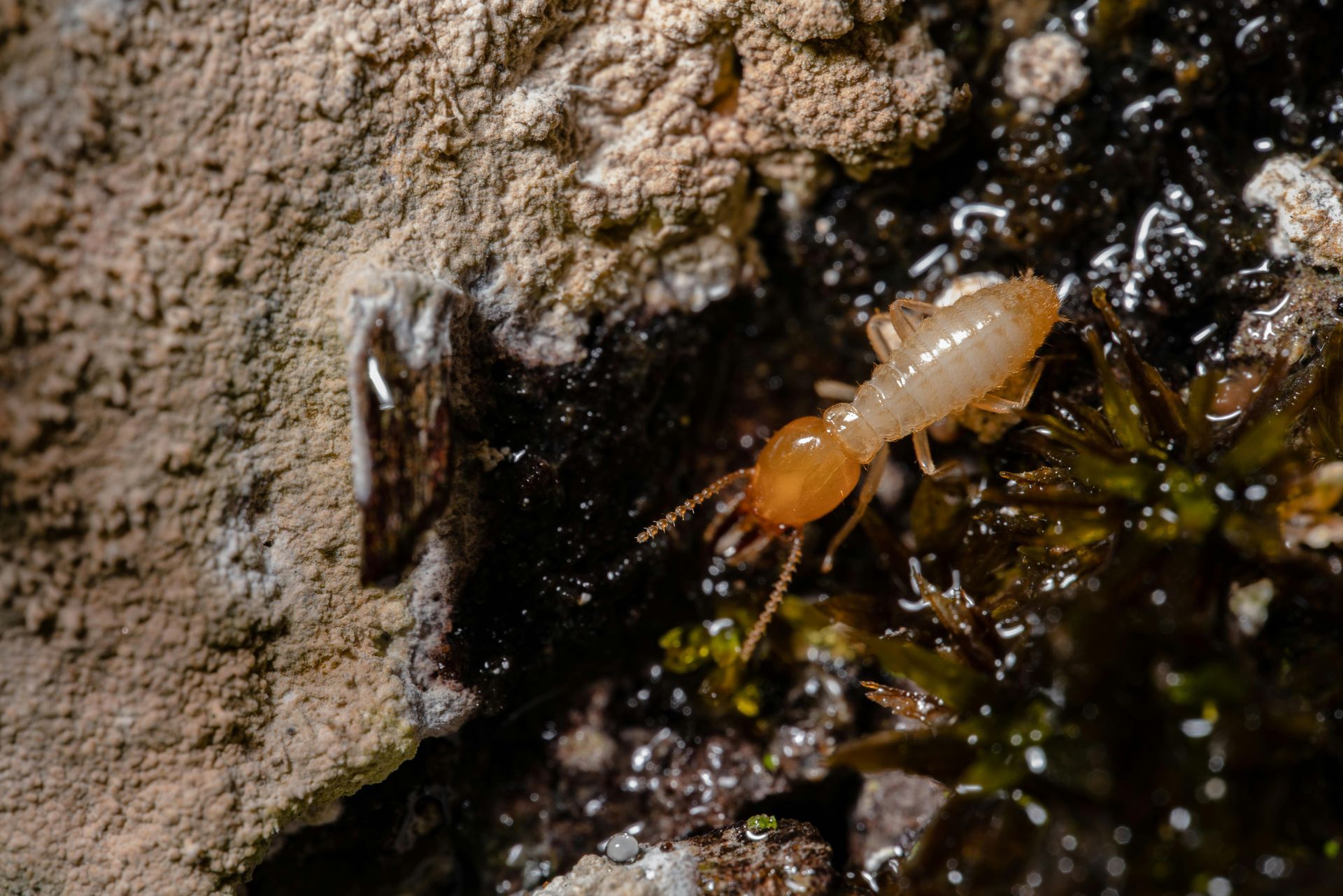 brown spider on white fabric