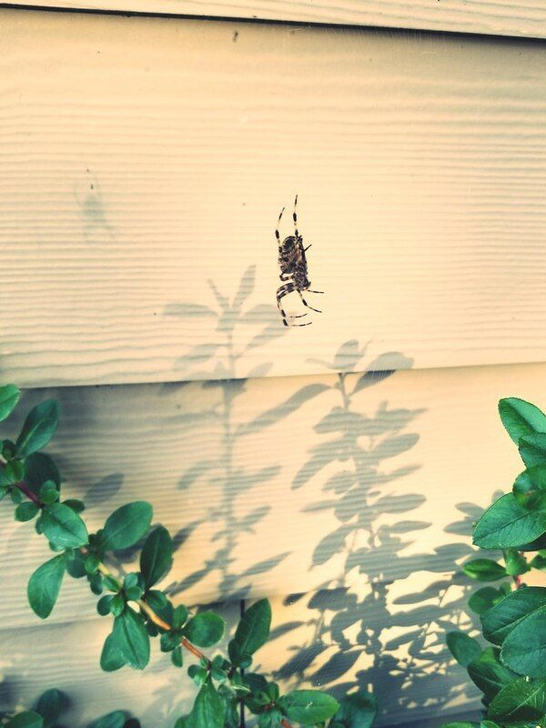 Pest control cottonwood heights ut