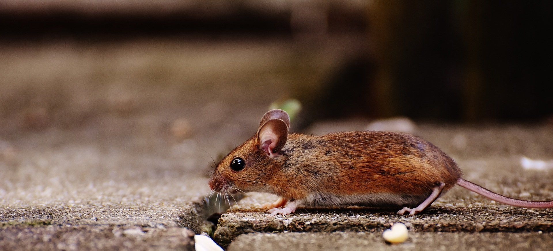 mice pest contro