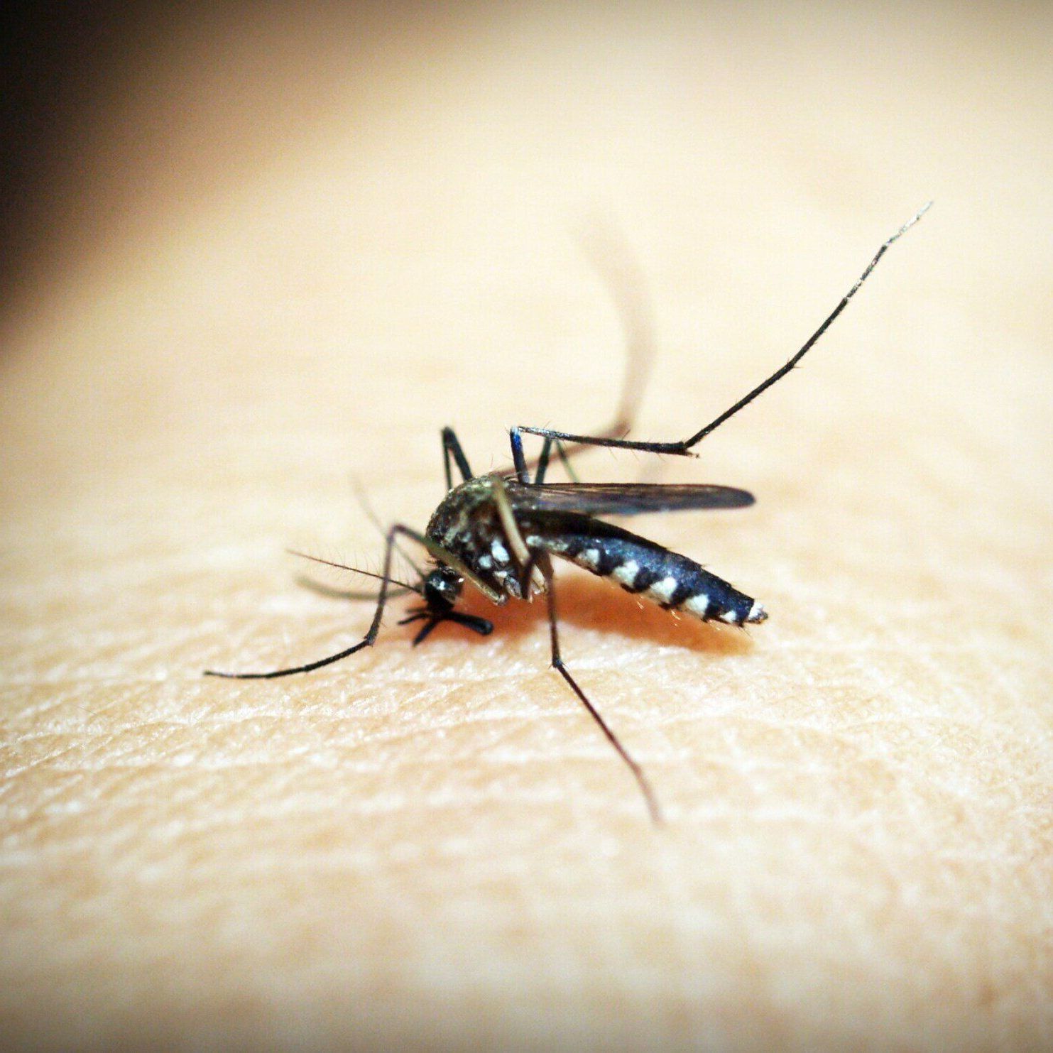 Pest control services