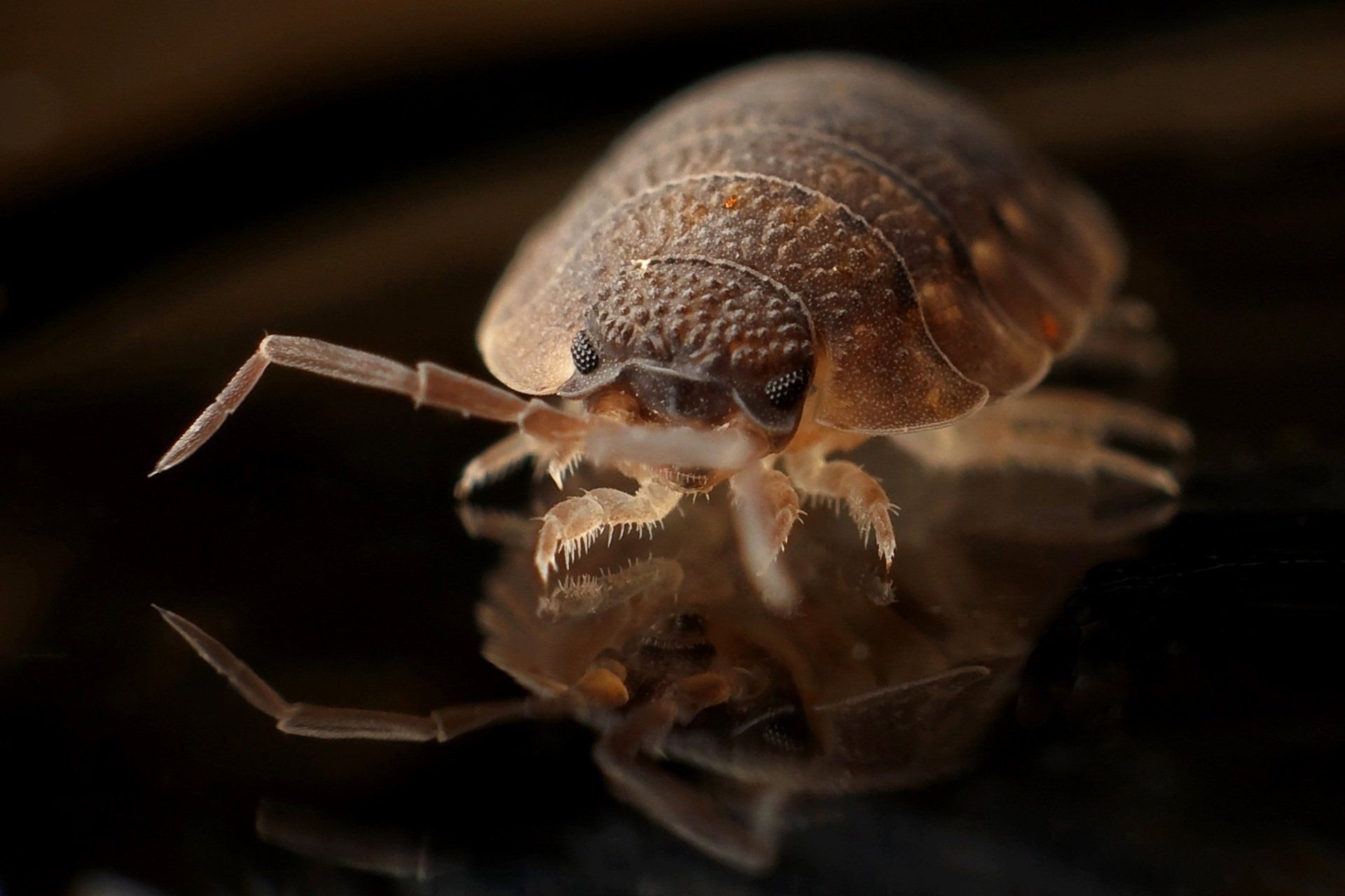 Pest control herriman ut