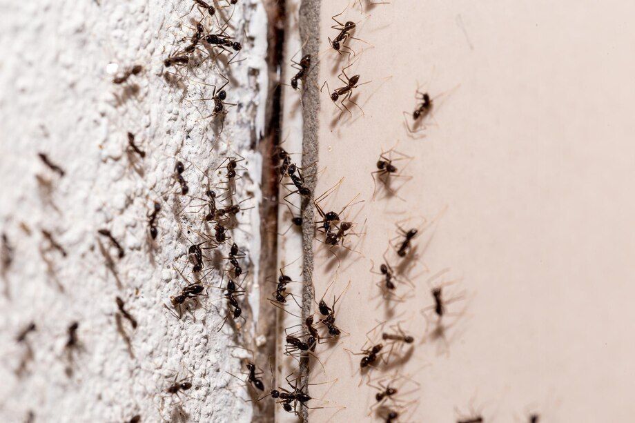 pest control services kearns ut