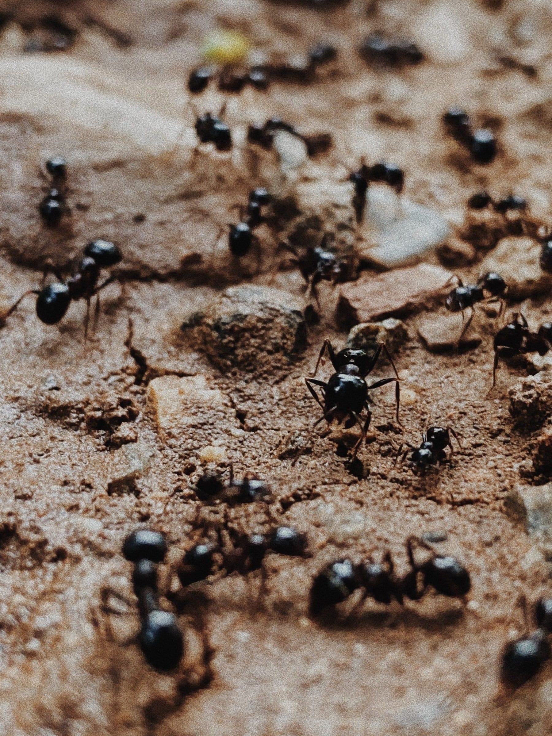 pest control milcreek ut
