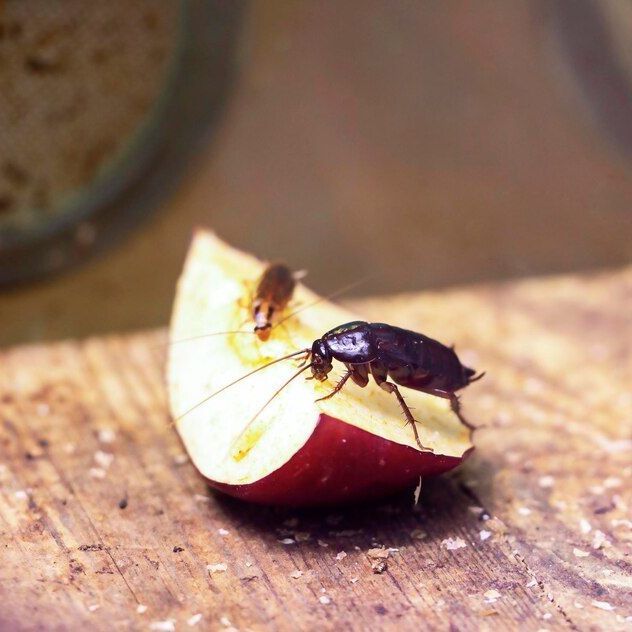 roach removal murray ut
