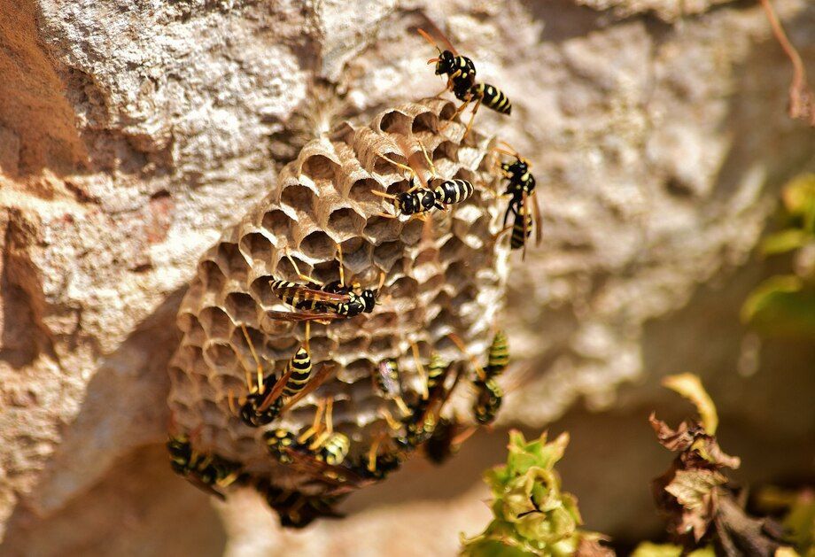 bee removal