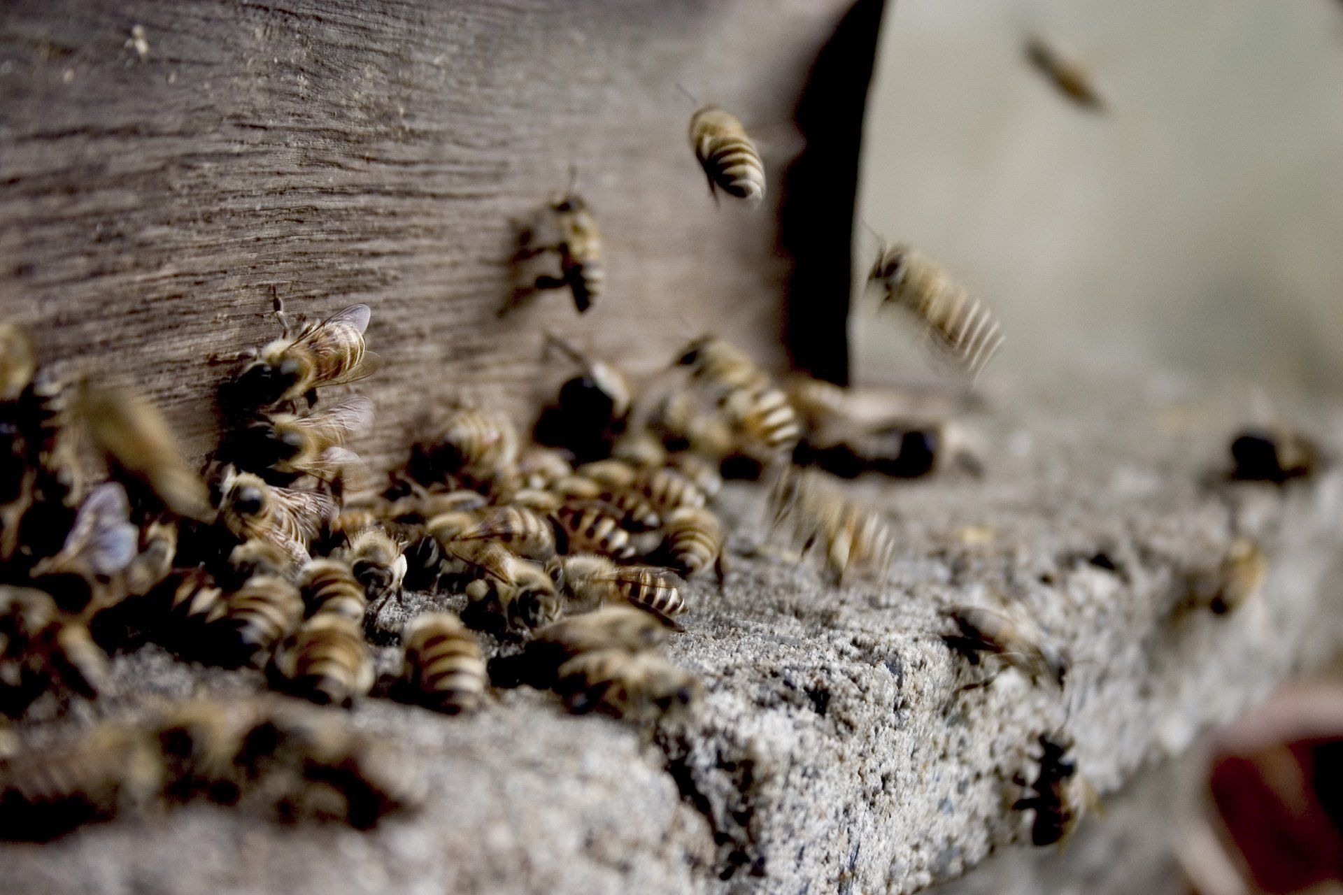 bee removal salt lake city