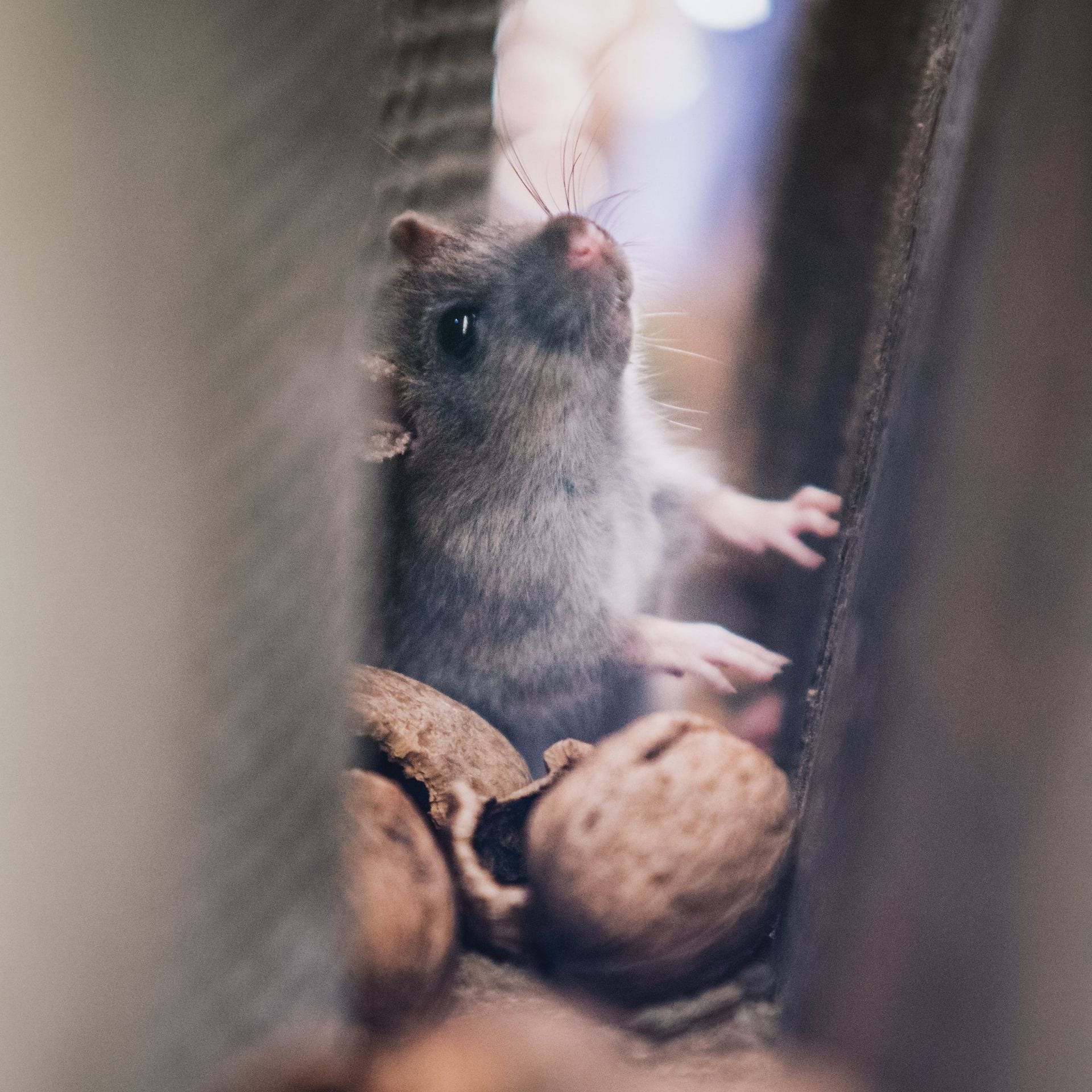 pest control services draper ut