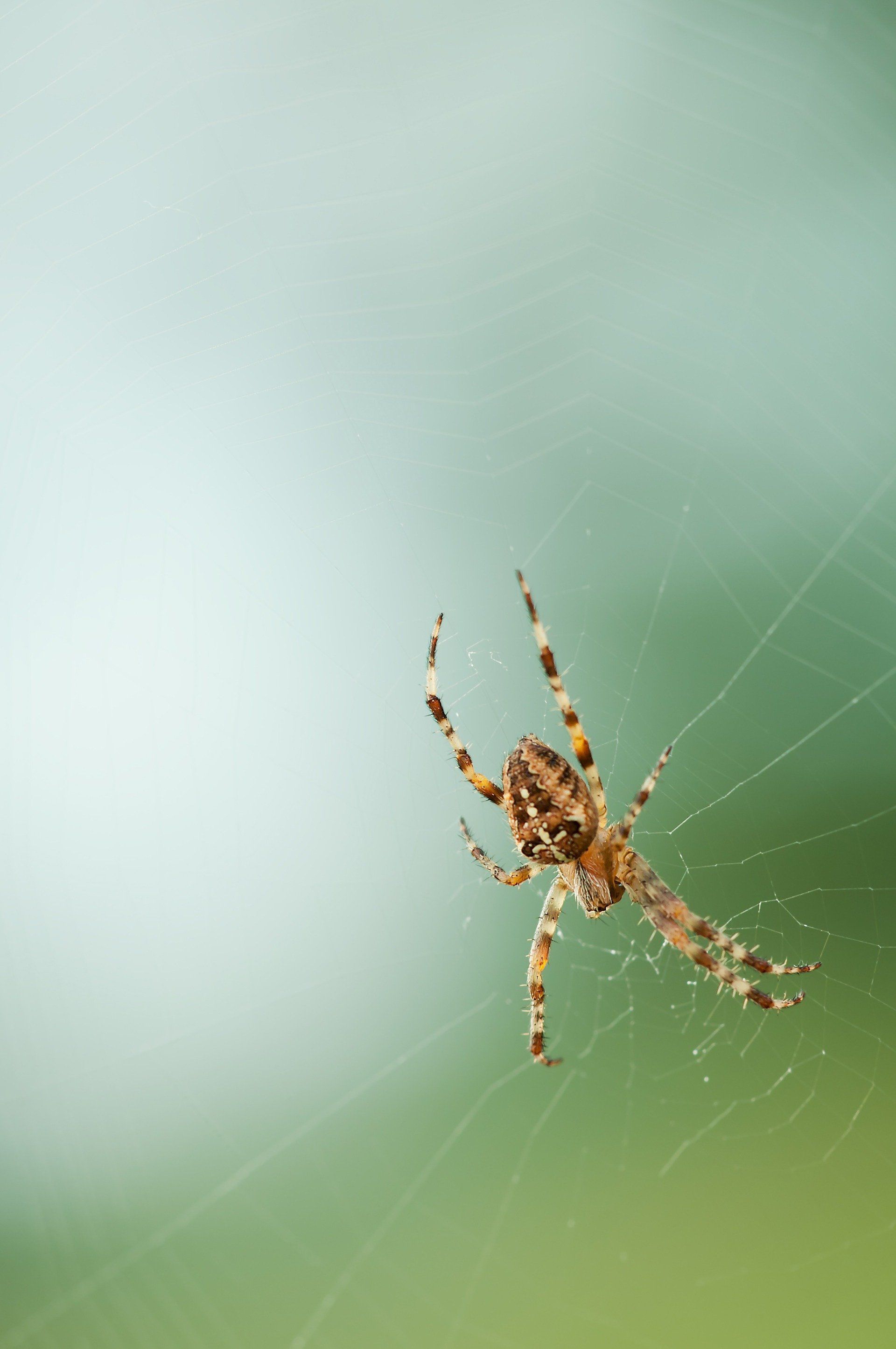 pest control services draper ut