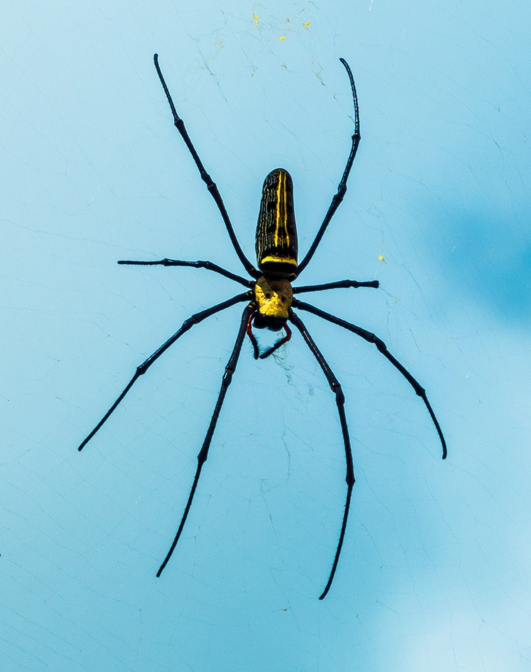 spider removal