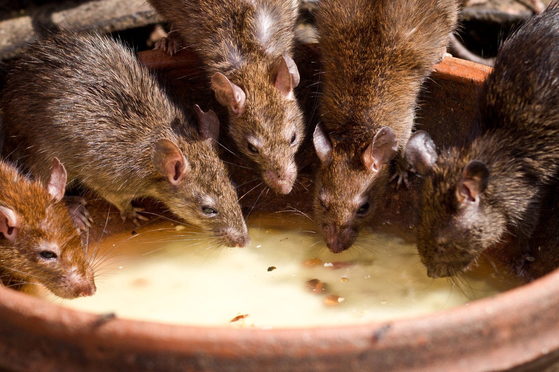 pest control services south jordan