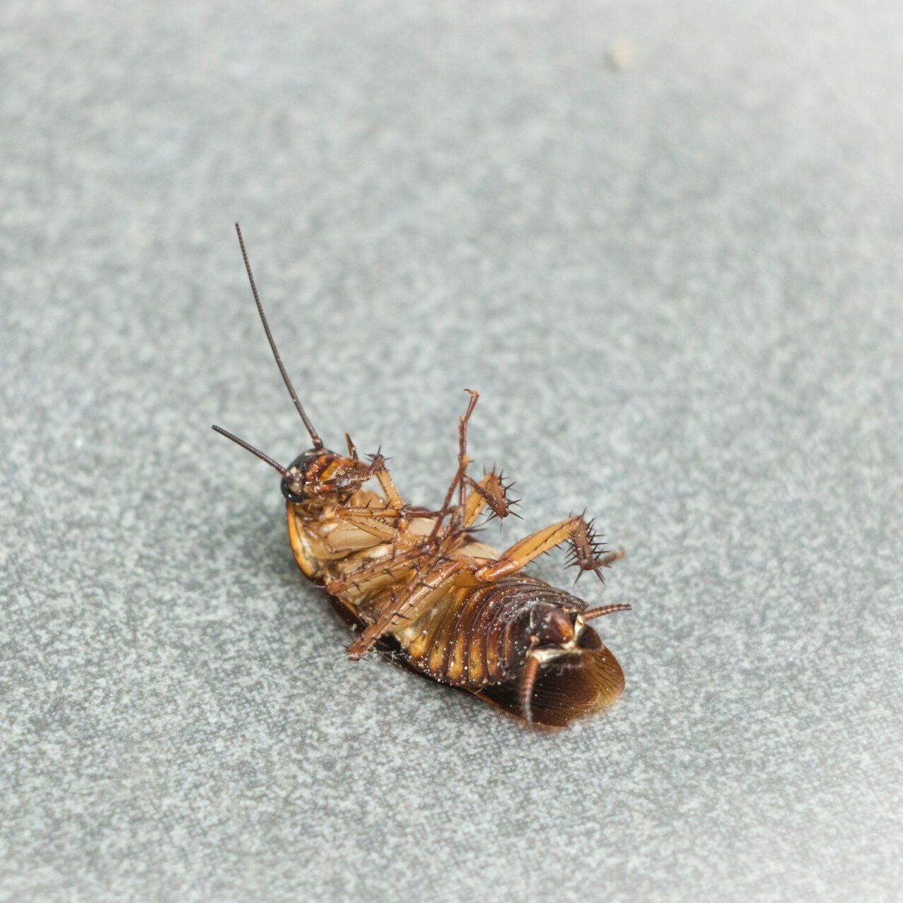 pest control services west valley ut