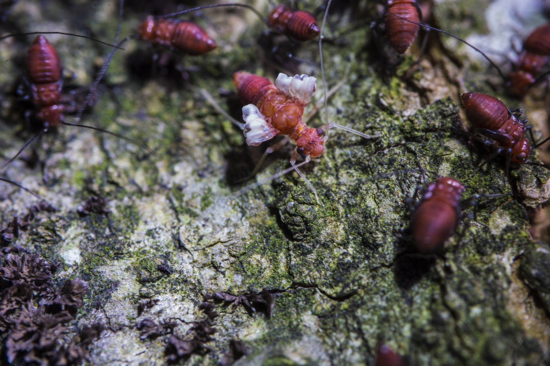 pest control taylorsville ut