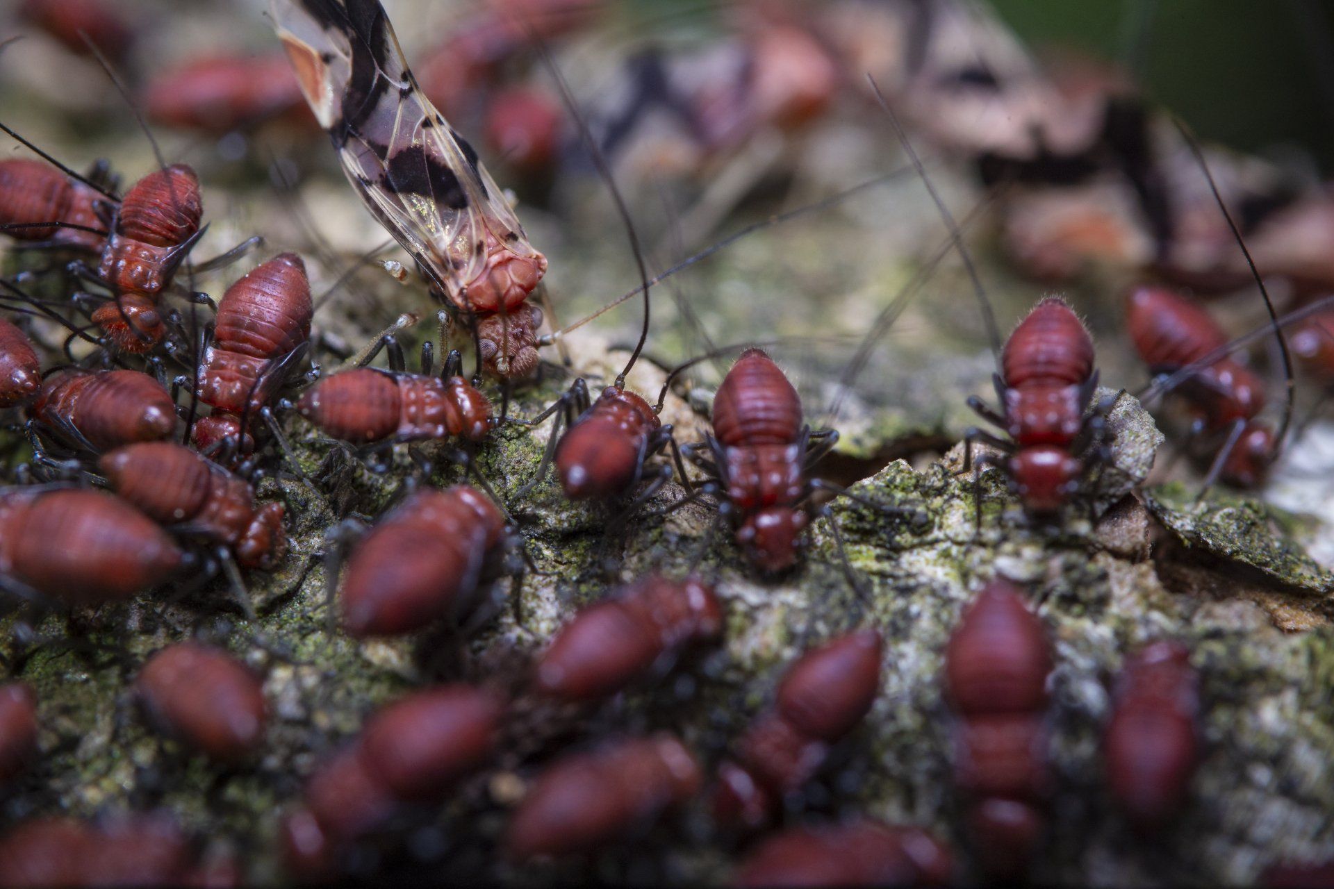 pest control services west valley ut