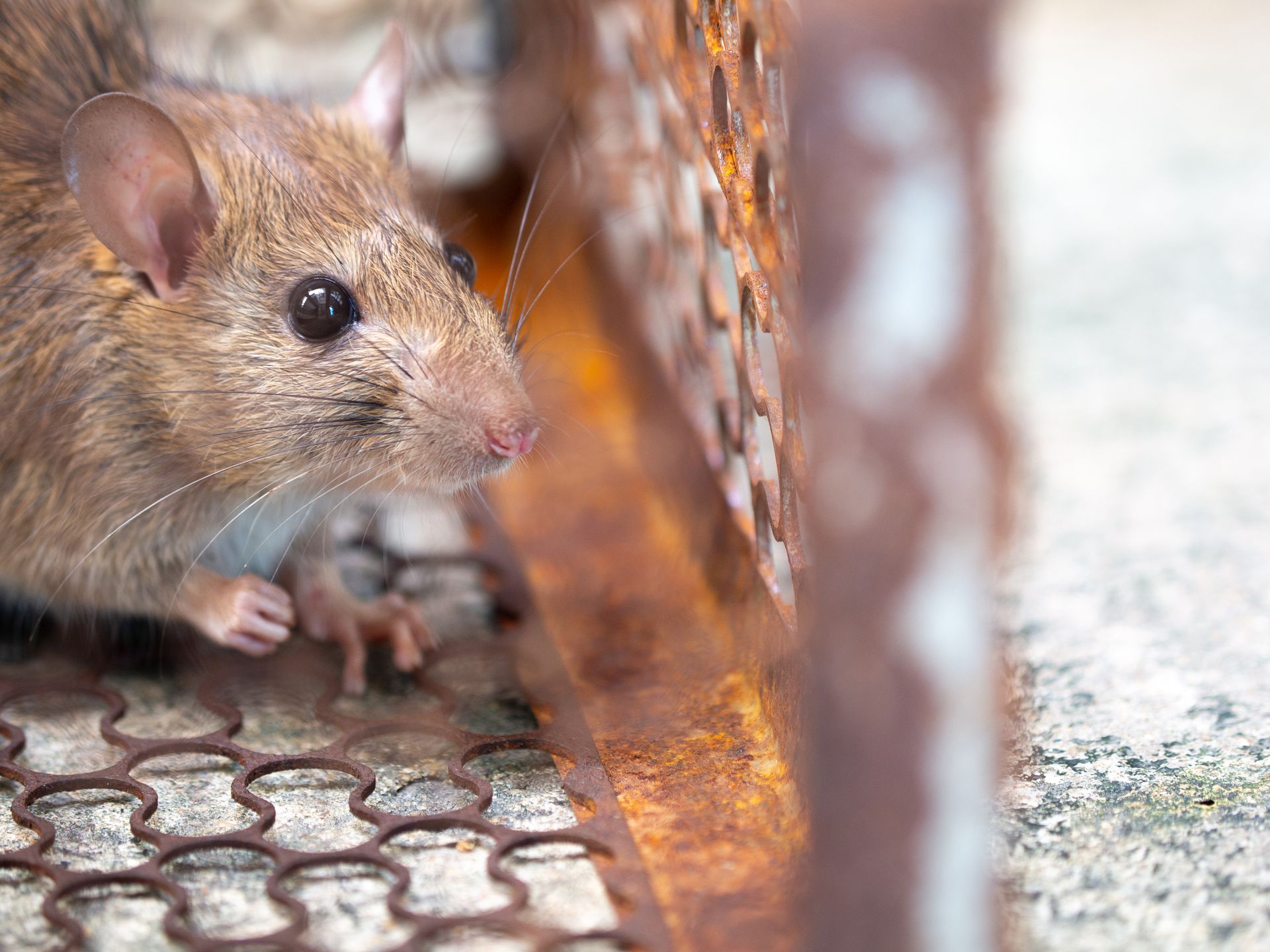 pest control service
