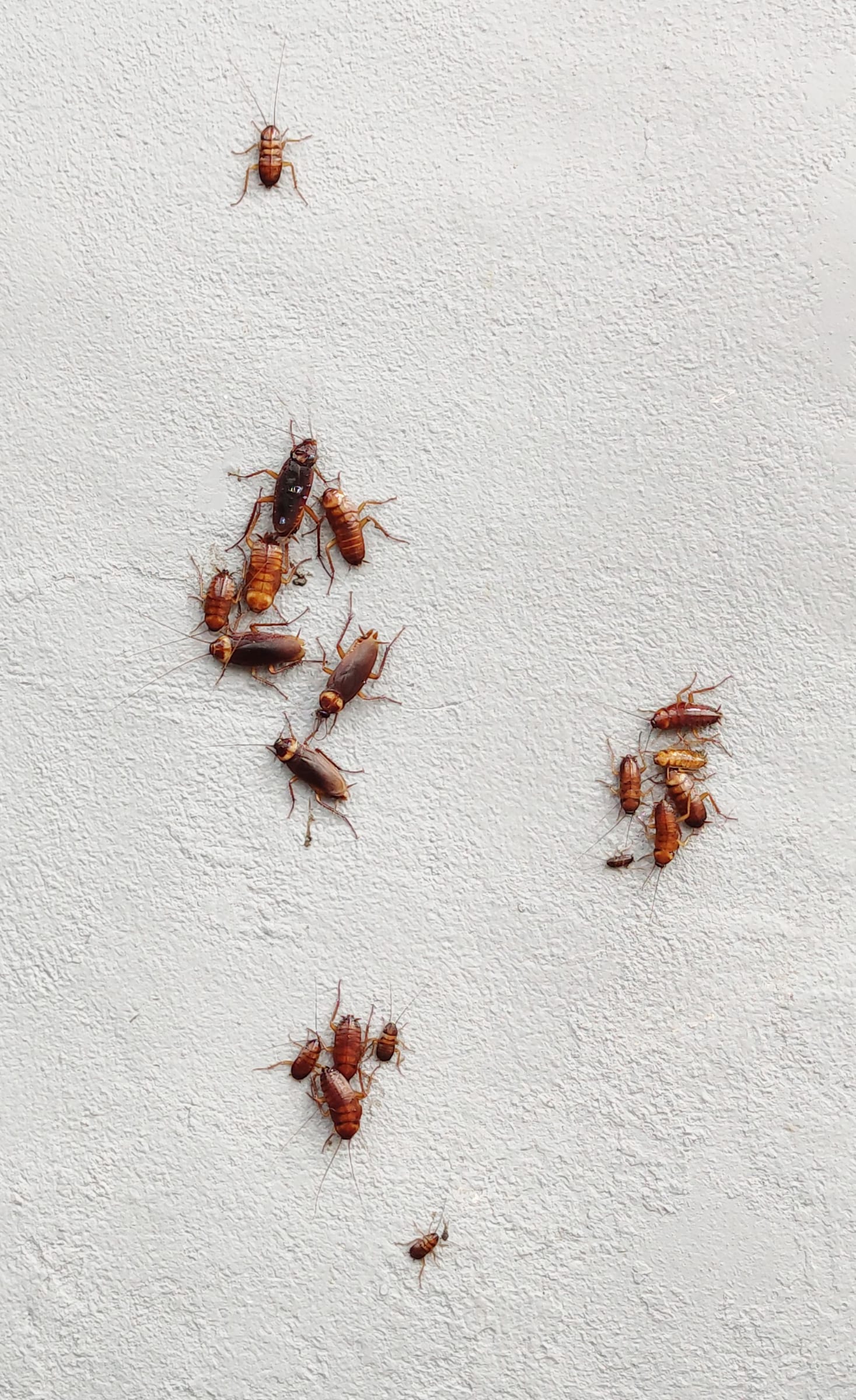 brown spider on white fabric