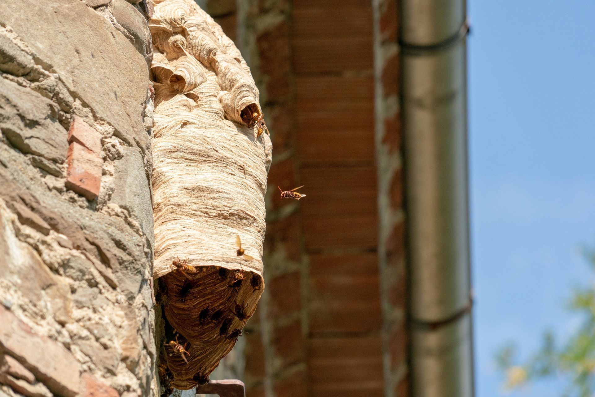 wast nest removal west jordan